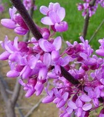 Cercis canadensis WinCE Sân chơi golf : The Master 2011 – giới thiệu sân (phần cuối)