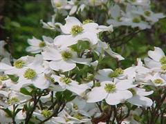 Cornus Florida WinCE Sân chơi golf : The Master 2011 – giới thiệu sân (phần 4)