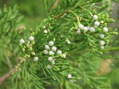 Juniperus virginiana berries WinCE Sân chơi golf : The Master 2011 – giới thiệu sân (phần 2)