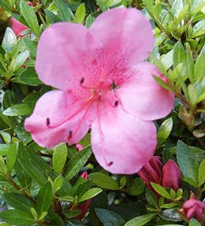 Rhododendron Chinzan WinCE Sân chơi golf : The Master 2011 – giới thiệu sân (phần 5)