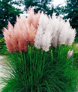 cortaderia selloana pink WinCE Sân chơi golf : The Master 2011 – giới thiệu sân (phần 3)