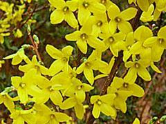 forsythia intermedia WinCE Sân chơi golf : The Master 2011 – giới thiệu sân (phần 4)