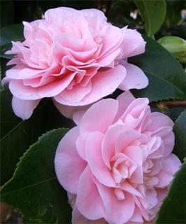 pink flower camellia WinCE Sân chơi golf : The Master 2011 – giới thiệu sân (phần 4)