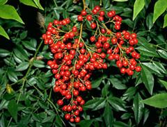 wintergarden Nandina domestica WinCE Sân chơi golf : The Master 2011 – giới thiệu sân (phần cuối)