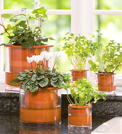 Mẹo hay chăm sóc cây trồng trong nhà phát triển tốt Meohaychamsoccaytrongnha1 3ad61 Mẹo hay chăm sóc cây trồng trong nhà phát triển tốt