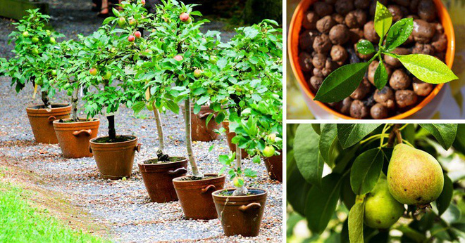 c4 15248128084971110911555 Các loại cây ăn quả có thể trồng từ hạt mà bạn nên trồng trong nhà mình