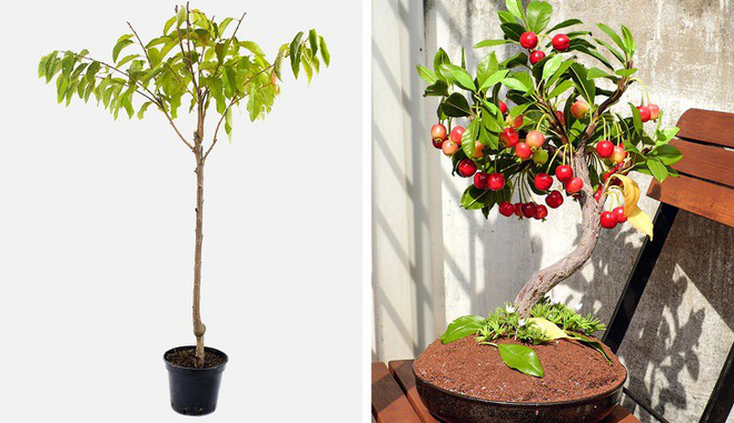 c7 15248128085001414057452 Các loại cây ăn quả có thể trồng từ hạt mà bạn nên trồng trong nhà mình